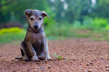 Cute puppy dog drenched in water or wet is sitting frontal and looking at a camera, isolated on natures green background
