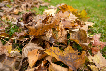 Fall