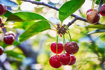Ripe red cherry berries and green foliage on tree branches, in sunlight, close-up photography