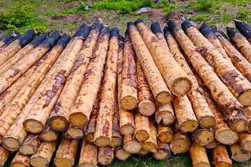 Felled tree logs lie in a pile on the ground in the forest.