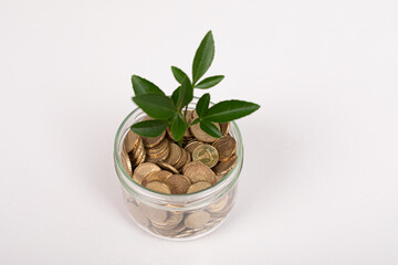 Münzen mit Pflanze, Konzept Geld