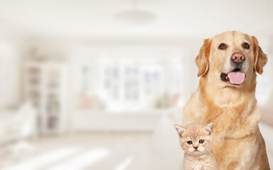 Beautiful cat and dog in front a light background