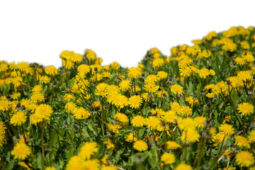 Grass and yellow spring flowers isolated on white