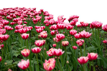 Grass and red spring flowers isolated on white