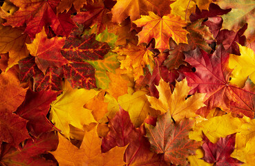 Naklejka na ściany i meble Colorful autumn background of red, orange and yellow leaves.
