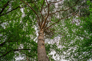 View of the top of a tree with brown branches and green leaves and white cloudy sky in the background