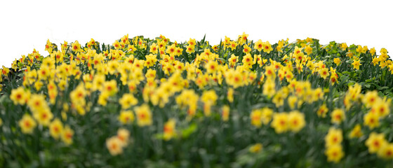 Grass and yellow spring flowers isolated on white