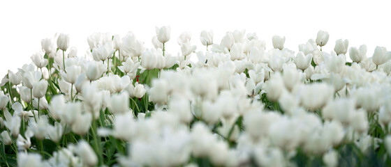 Grass and spring flowers isolated on white