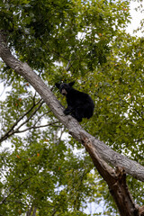 Black bear getting caught in a tree 
