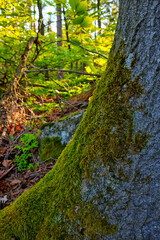 On the trunk of a tree grows green moss in the forest.