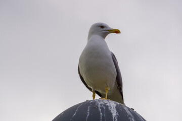 Seagull on a lamppost