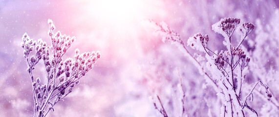 Winter Christmas and New Year background with snow-covered plants at sunset, winter view