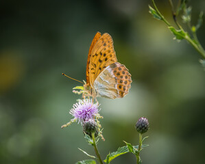 A Imperial Coat closeup on a thistle at summer in saarland, copy space