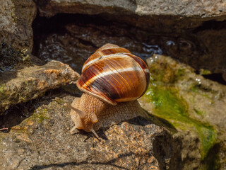 Edible snail or escargot (Helix pomatia) crawls on the rock.