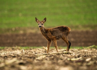 little fawn on the field