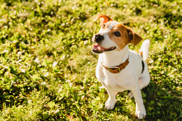 Little small cute dog jack russell terrier listening to owner`s orders, playing walking outdoors in city park on green grass lawn