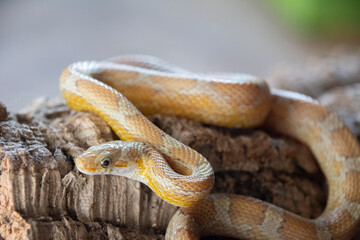 Corn snake amber diffused on branch