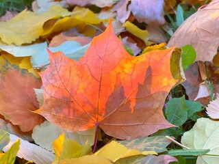 Autumn maple leaves on the ground. Autumn maple leaf on colorful bright foliage in park. Beautiful leaf fall in the park. Scenic autumn season.