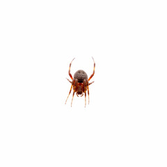large spider isolated on white background
