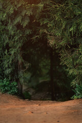 Dark coniferous forest with old spruce and pine trees