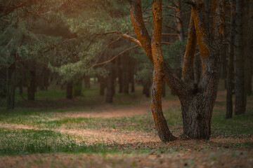 Dark coniferous forest with old spruce and pine trees