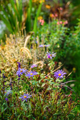 Wild flowers and spikelets in meadow, summer, sunny morning. Concept of seasons, ecology. Picturesque background