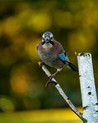 a jay bird on a branch 