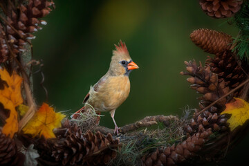female cardinal on branch