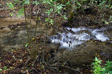 Waterfall with creek