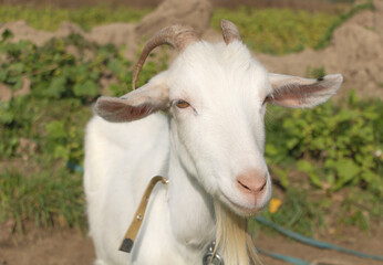Close up shot of a white goat with green background in the field