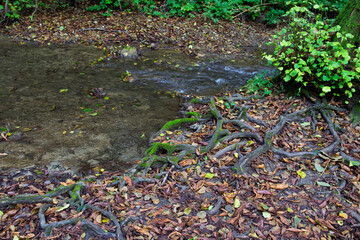 Creek in the forest