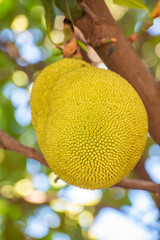 Jackfruit, jackfruit loaded with beautiful jackfruit with incredible texture in Brazil, selective...