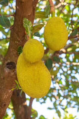 Jackfruit, jackfruit loaded with beautiful jackfruit with incredible texture in Brazil, selective...