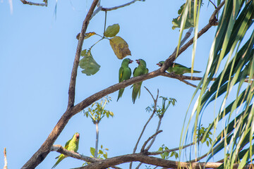 Parakeets, beautiful parakeets on a tree in a park in Brazil, selective focus.