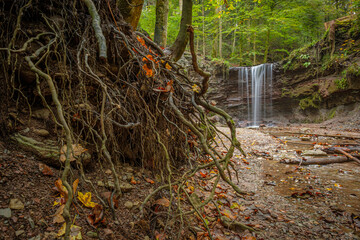 Tree roots in front of a waterfall