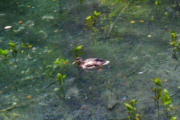 Swimming mallard duck