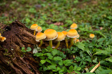 Wild mushrooms in the woods