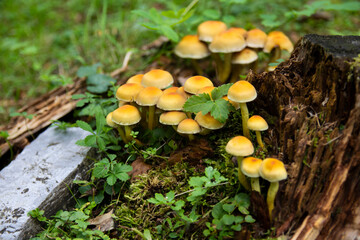 Wild mushrooms in the woods