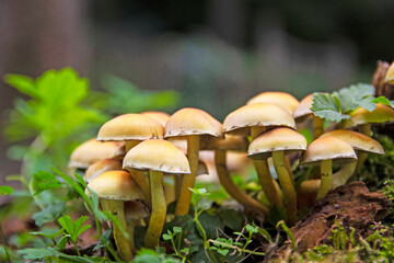 Wild mushrooms in the woods