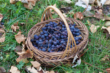 Fototapeta na wymiar The basket is filled with ripe grapes. Against the background of green grass and yellow leaves.