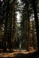 Vertical wide angle pine tree forest with sun comming through the greenery, very tall and old trees in moody woodland, british forestry uk.