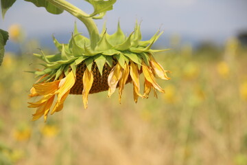 Sunflowers in the field against the sky.