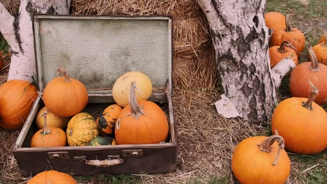 Orange pumpkins in a suitcase on the hay in the garden. Garden decor of flowers and pumpkins. Halloween pumpkin. Pumpkin decor. Close-up. Slow motion
