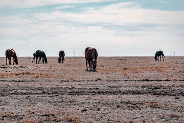 herd of horses