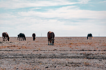 herd of horses