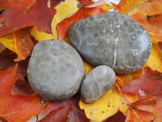 Fall Leaves with Petoskey Stones in Studio Lighting