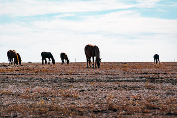 herd of horses