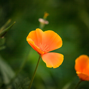 Petite fleur orange