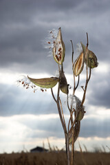 Asclepias syriaca known as common milkweed or butterfly flower in mature stage