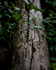 Tronc d'arbre mort